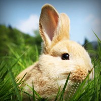 /album/www-simbiola-com/photolia-a03-jpg/